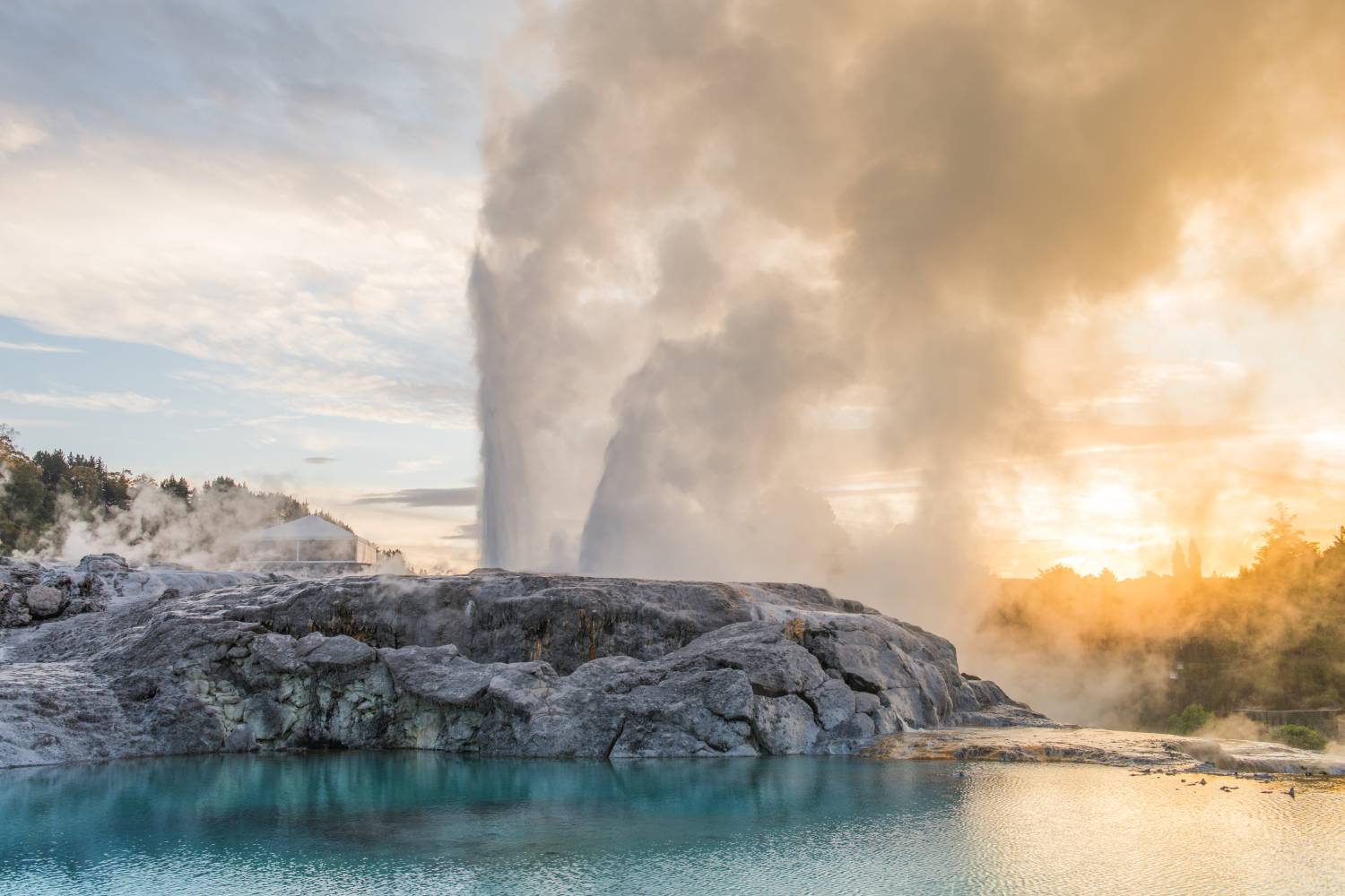 Pohutu Geyser erupting in Te Puia in Rotorua (Pure Discoveries) Geothermal geyser erupting with steam